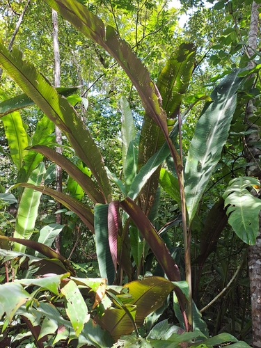 Image of Heliconia metallica by (c) keesgroenendijk, some rights reserved (CC BY)