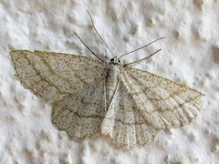 Perconia strigillaria