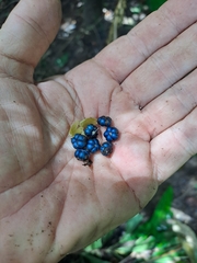 False Mastic (Margaritaria nobilis)