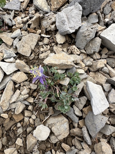 Image of Aquilegia scopulorum by (c) Melanie J. Davis, some rights reserved (CC BY)