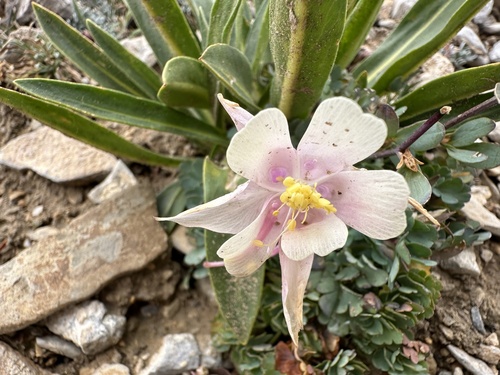 Image of Aquilegia scopulorum by (c) Melanie J. Davis, some rights reserved (CC BY)