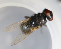 Hydrotaea ignava