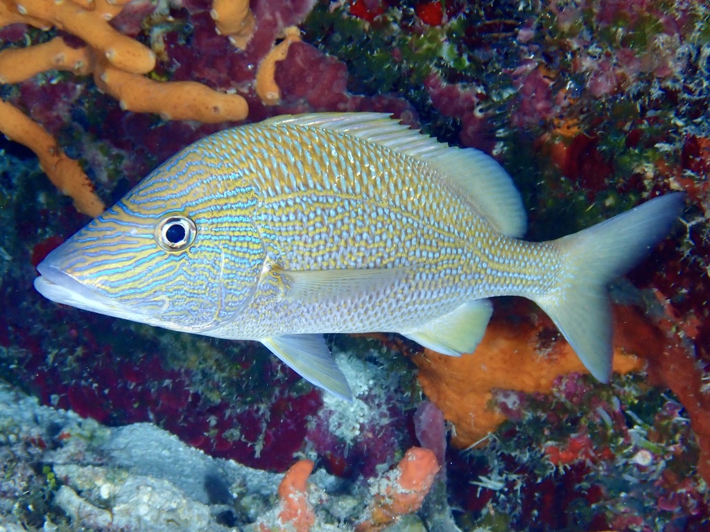 Boar grunt (Haemulon plumierii) — Haemulidae