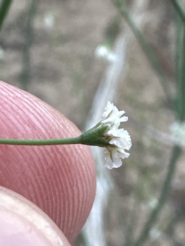 Image of Eriogonum cernuum by (c) william_hoyer, some rights reserved (CC BY)