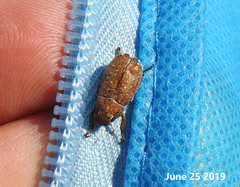 Adoretus tenuimaculatus