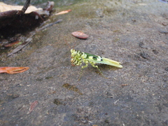 Pseudocreobotra ocellata