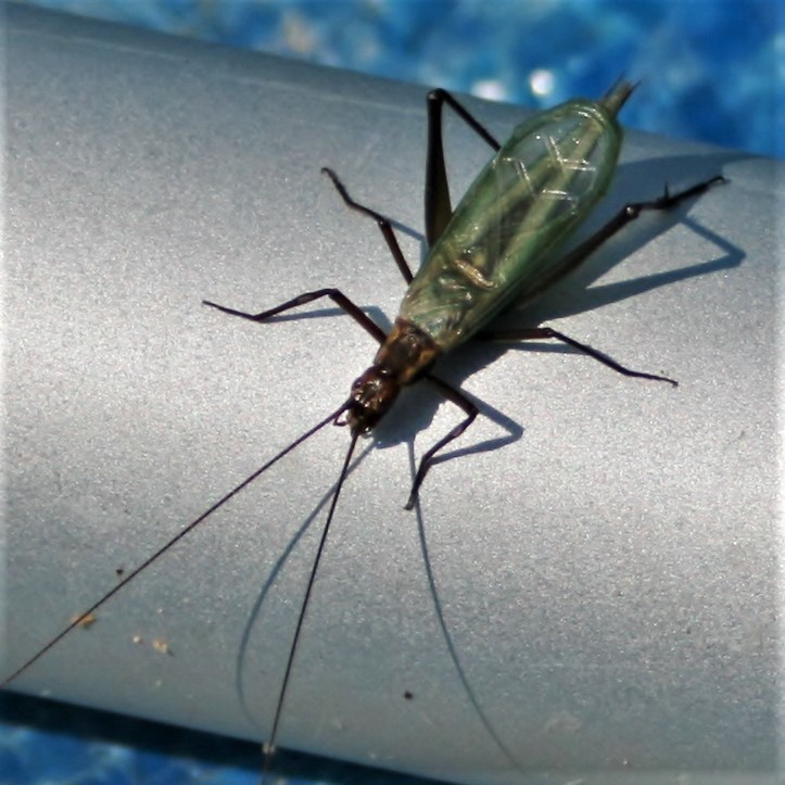 Laricis Tree Cricket