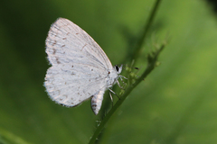 Celastrina neglectamajor