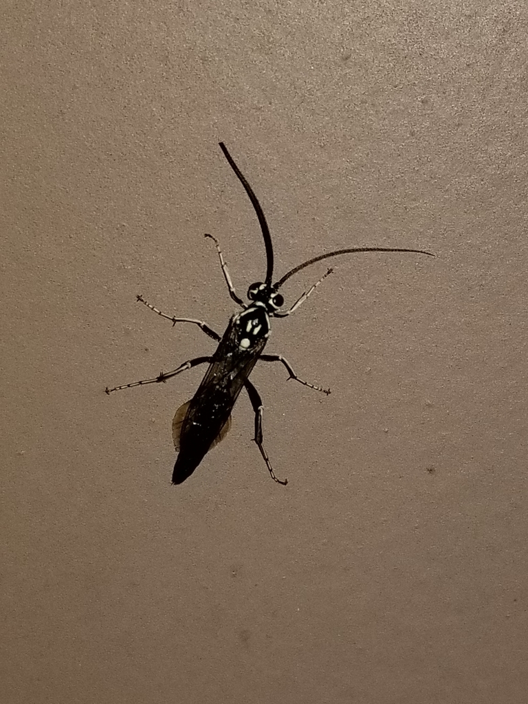 Coelichneumon azotus