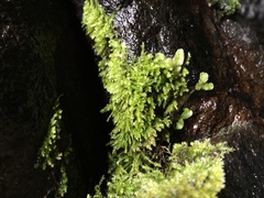 Eurhynchium