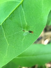 Ephemeroptera