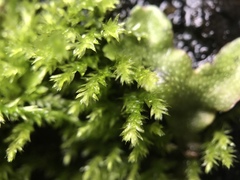 Eurhynchium