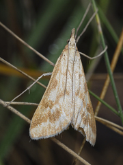 Sedenia cervalis