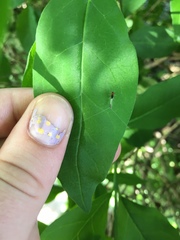 Ephemeroptera
