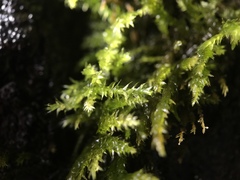 Eurhynchium