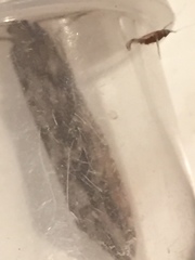 Stigmella obliquella