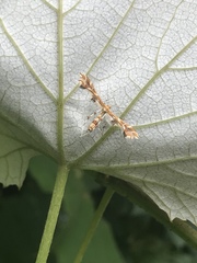 Geina periscelidactylus