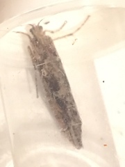 Stigmella obliquella