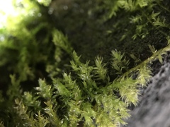 Eurhynchium