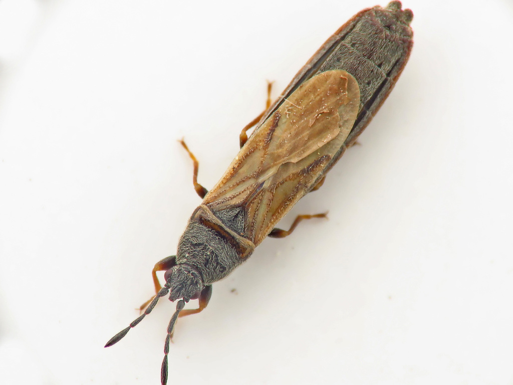 Ischnodemus genei