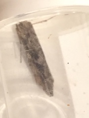 Stigmella obliquella