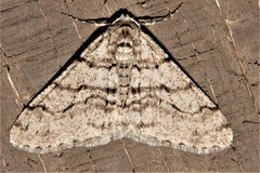 Phigalia titea