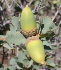 Quercus john-tuckeri