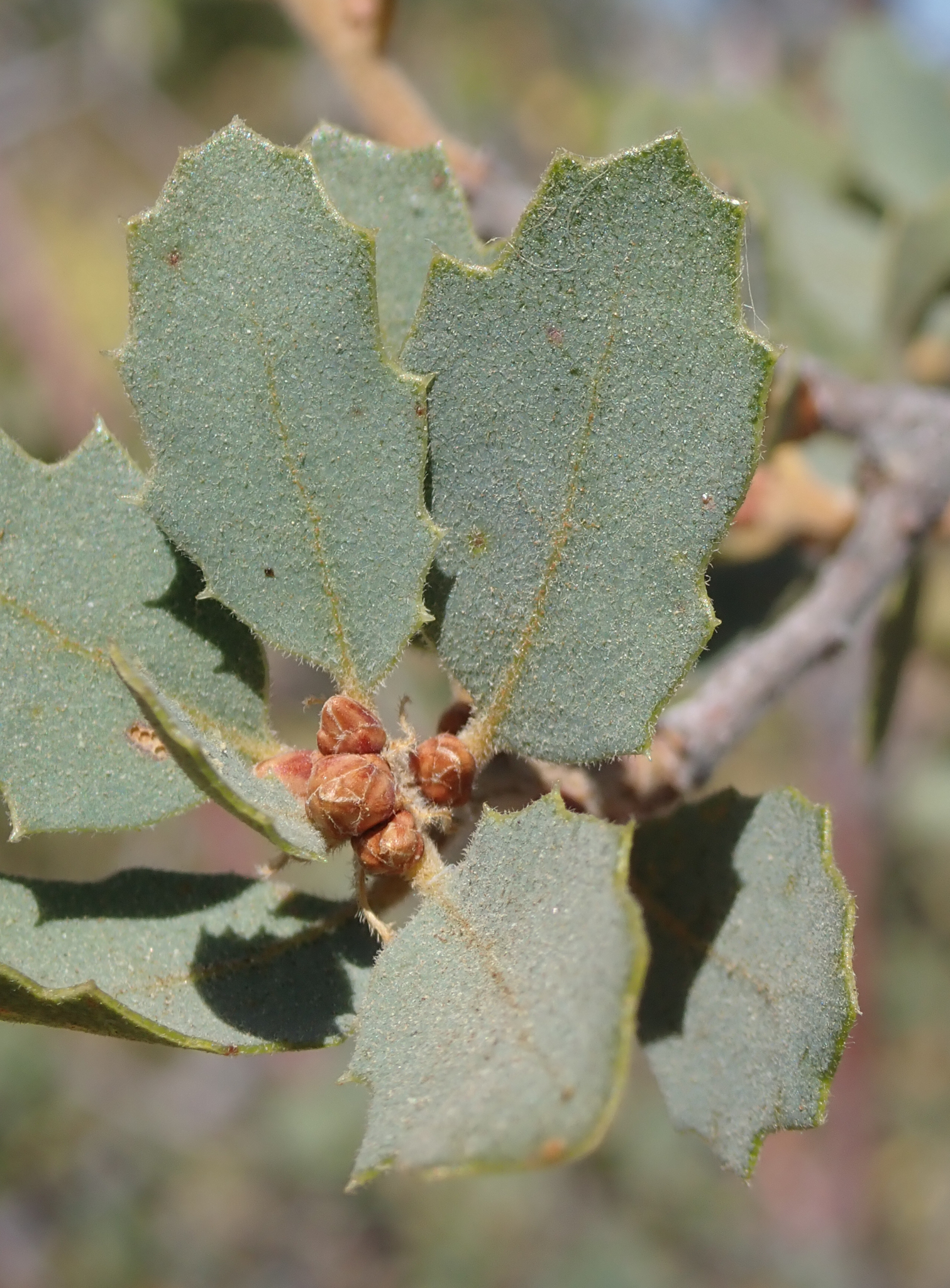 Quercus john-tuckeri