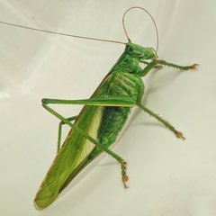 Tettigonia viridissima