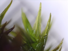 Schistidium apocarpum