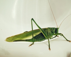 Tettigonia viridissima