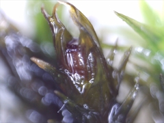 Schistidium apocarpum