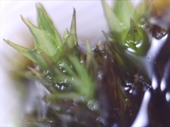 Schistidium apocarpum