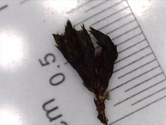 Schistidium apocarpum