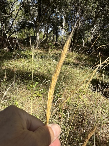 Image of Elymus glaucus by no rights reserved