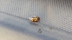 Hippodamia sinuata sinuata