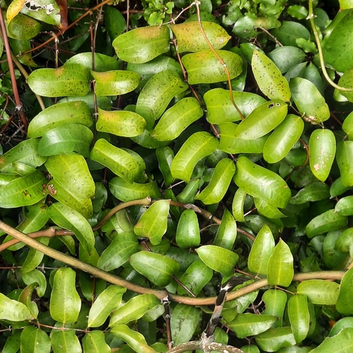 Rhipogonum scandens (Ripogonum scandens)
