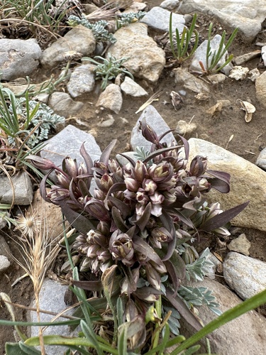 Image of Gentianella tortuosa by (c) Melanie J. Davis, some rights reserved (CC BY)