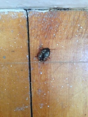 Calligrapha confluens