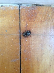 Calligrapha confluens