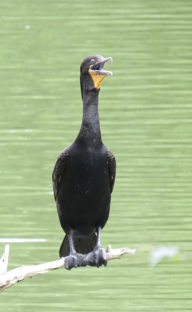 Double-crested cormorant perched on a branch over green water with its beak open