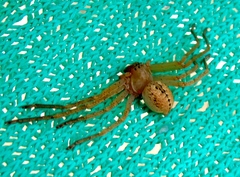 Curicaberis culiacan