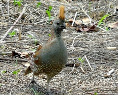 Callipepla douglasii