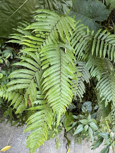Thelypteris esquirolii iNat (3)