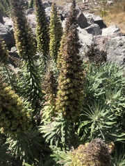 Echium pininana