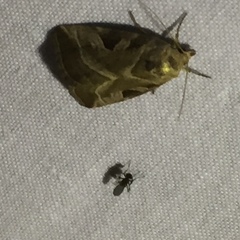 Eucarta virgo