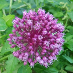Allium atroviolaceum