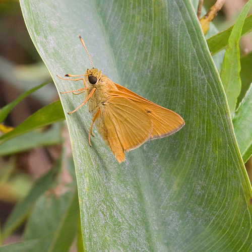 Rare Skipper photo 4