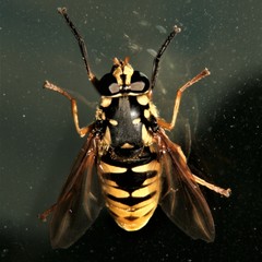 Temnostoma alternans