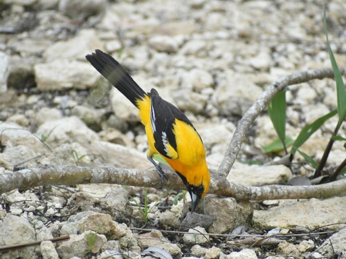 Orange Oriole